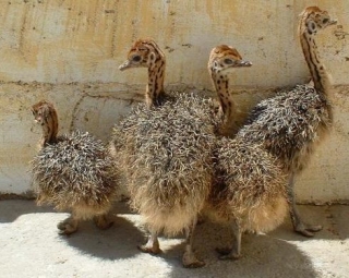  several small ostriches 